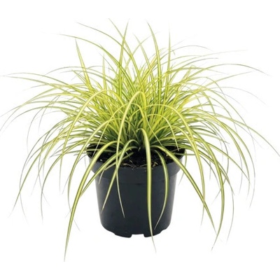Ostřice ošimenská FloraSelf Carex oshimensis 'Evergold' 5-20 cm květináč Ø 14 cm
