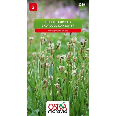 Jitrocel Kopinatý - Libor (Plantago lanceolata)