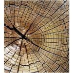 DIMEX ART Флизелинов фототапет годишни пръстени 225 x 250 см