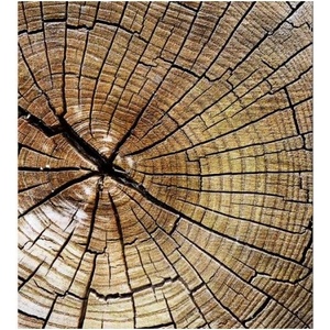 DIMEX ART Флизелинов фототапет годишни пръстени 225 x 250 см