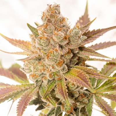 Vision Seeds Orange Sherbert Auto semienka neobsahujú THC 3 ks