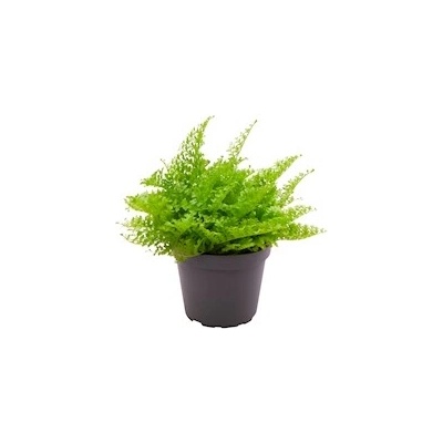 Nephrolepis exaltata ‘Cotton Candy’