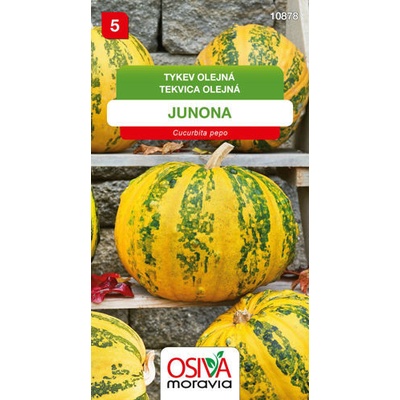 Tykev olejná Junona 10 s