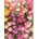 Galison - Puzzle Ephemeral Tulips - 1 000 piese
