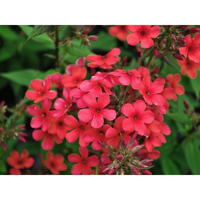 Flox metlinatý Early Red