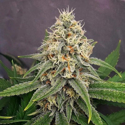Monkey Genetics Lemon Skunk semena neobsahují THC 3 ks