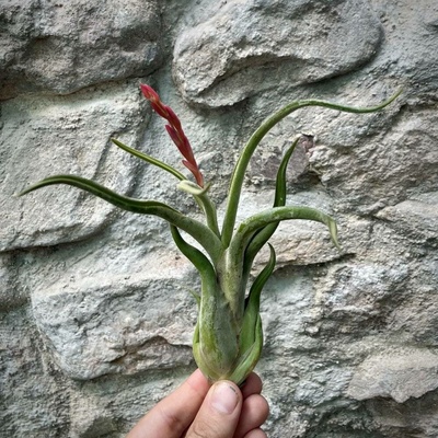 Tillandsia caput medusae