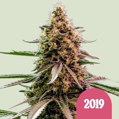 Royal Queen Seeds The 2019 semienka neobsahujú THC 1 ks