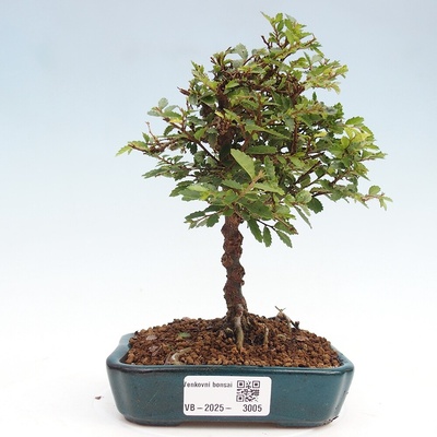 e-bonsai Venkovní bonsai - Ulmus parvifolia Sagei - Malolistý jilm
