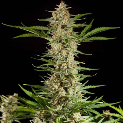 Philosopher Seeds Fraggle Skunk AUTO semena neobsahují THC 3 ks