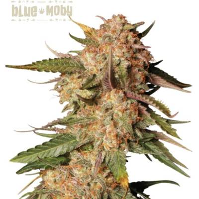 Seedstockers Superior Blue Moby AUTO semena neobsahují THC 3 ks