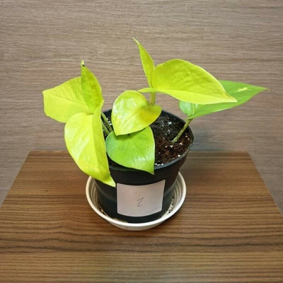 Epipremnum Neon Golden Pothos č2