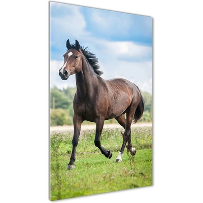 Vertikálny foto obraz sklenený Kôň na poli 50x100 cm