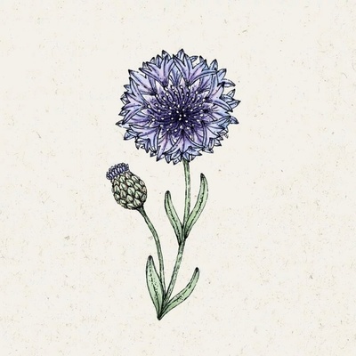 Jora Dahl Nevädza poľná "Classic Fantastic" Centaurea Cyanus 1 bal.