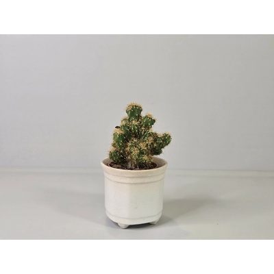 Cereus jamacaru var. monstrosus