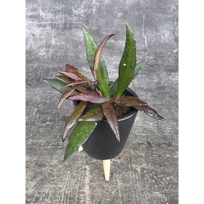 Hoya Red Maroon mini – Sleviste.cz