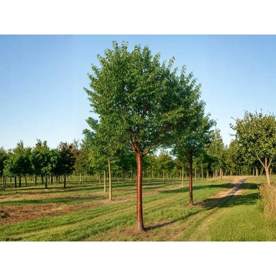 Čerešňa tibetská Branklyn, výška 130-150 cm, kvetináč 2 l