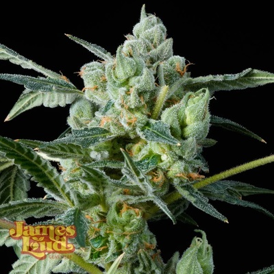 James Loud Genetics Haight Street Haze semienka neobsahujú THC 5 ks