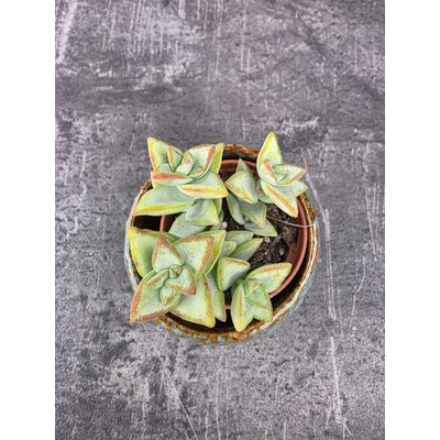 Crassula perforata mini