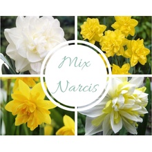 Mix Narcis Double 5ks