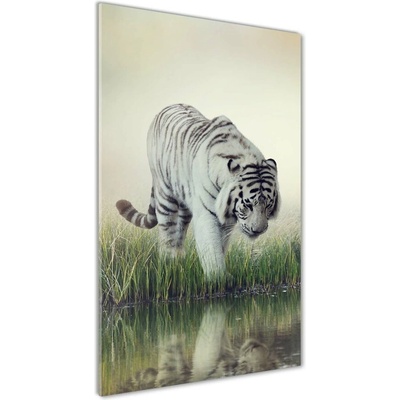 Vertikálny foto obraz sklo tvrdené Biely tiger 50x100 cm