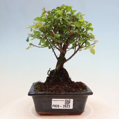 e-bonsai Pokojová bonsai - Sagerécie thea - Sagerécie thea
