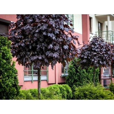 Javor mliečny Purple Globe na cca 200 cm kmienku, výška 250-280 cm, kont. C7,5