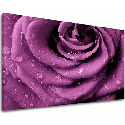 Obraz na stěnu KVĚTY RŮŽÍ - 60x90 cm