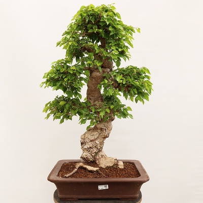 e-bonsai Venkovní bonsai -Carpinus Coreana - Habr korejský