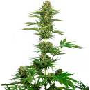 Sensi Seeds Satin Black Domina CBD semena neobsahují THC 3 ks