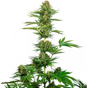 Sensi Seeds Satin Black Domina CBD semena neobsahují THC 3 ks