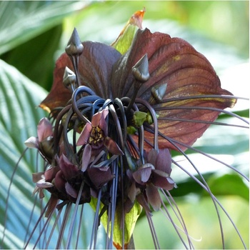 Taka veľkokvetá - Tacca chantrieri - semená taky - 3 ks