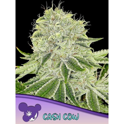 Anesia Seeds Cash Cow semena neobsahují THC 5 ks