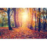 DIMEX ART Флизелинов фототапет есенна алея 375 x 250 см