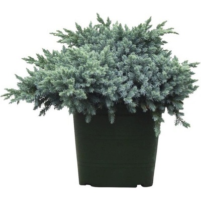 Botanico Modrá borievka šupinatá FloraSelf Juniperus squamata 'Blue Star' 25-30 cm kvetináč 3,7 l