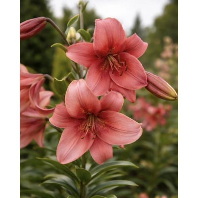 Lilie 'Pearl loraine' 1 ks