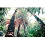 DIMEX ART Флизелинов фототапет екзотична дълбока гора 375 x 250 см