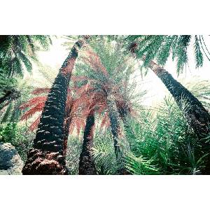 DIMEX ART Флизелинов фототапет екзотична дълбока гора 375 x 250 см