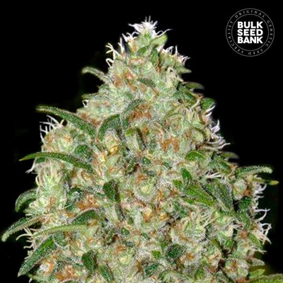 Bulk Seed Bank Amnesia Platinum semena neobsahují THC 100 ks