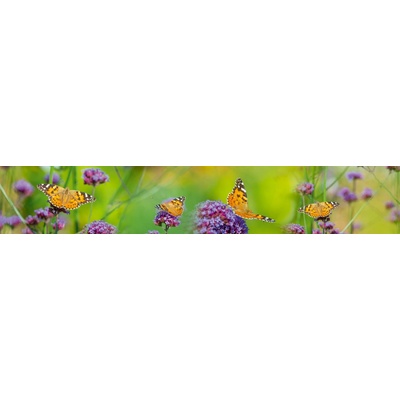 Dimex KI350-113 Fototapeta za linku Butterflies rozměry 350 x 60 cm