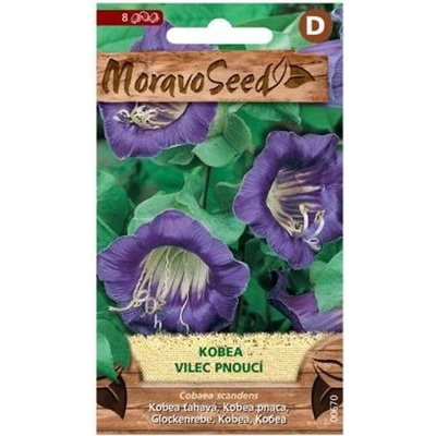 Semínka MoravoSeed Kobea - Vilec pnoucí, fialová 00670