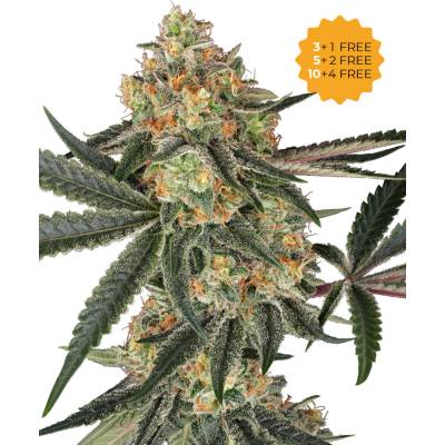 Sensi Seeds Super Lemon Cherry semienka neobsahujú THC 10 ks