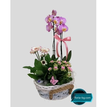 Image 1 of АРАНЖИРОВКА ОРХИДЕЯ