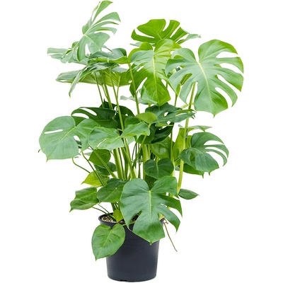 Monstera deliciosa 30x100 cm