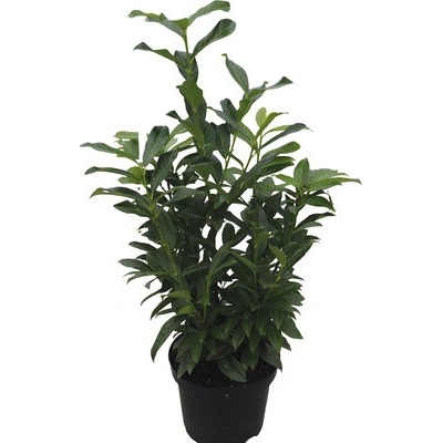 Vavrínovec lekársky stĺpovitá FloraSelf Prunus laurocerasus 'Genolia' výška 100-125 cm click kvetináč