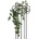 Philodendron trs klasický, 60cm