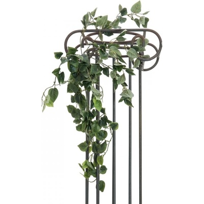 Philodendron trs klasický, 60cm