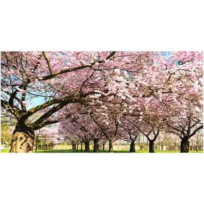Foto obraz sklo tvrzené tropické lístím 100x50 cm