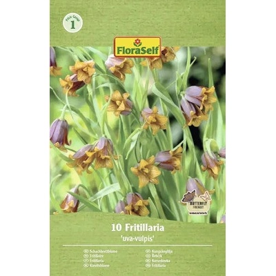 Řebčík královský FloraSelf 'Uva-Vulpis' 6/7 10 ks