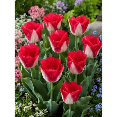 Tulipán 'Kissable' 5 ks